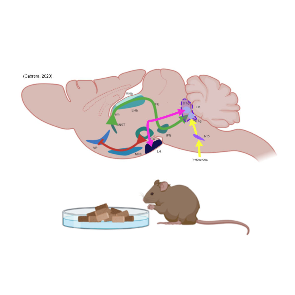 Involvement of EBF-2 Neurons in the Lateral Hypothalamic Nucleus and Parabrachial Nucleus in Regulating Food Intake